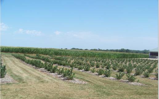 Black Chokeberry Iowa, Aronia Berries Iowa