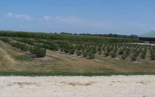 Aronia Berries Northeast Iowa, Aronia Berries Iowa