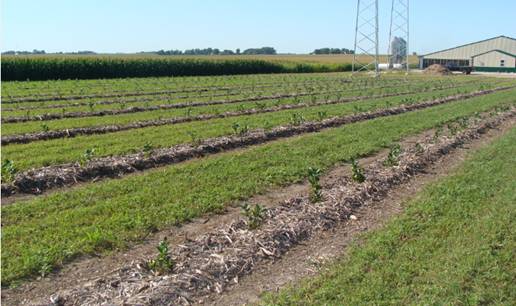 Black Chokeberry Iowa, Aronia Berries Iowa