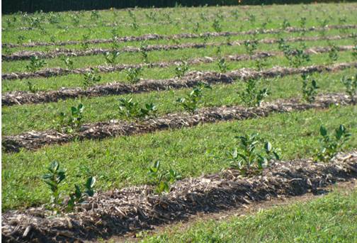 Black Chokeberry Iowa, Aronia Berries Iowa