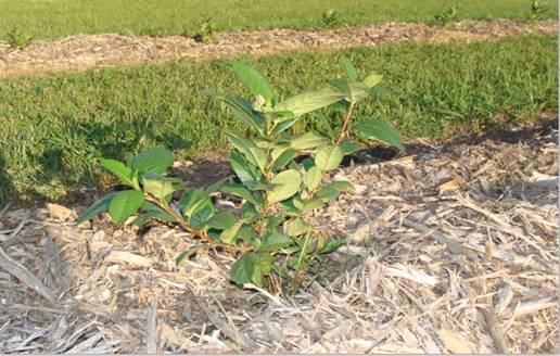 Black Chokeberry Iowa, Aronia Berries Iowa