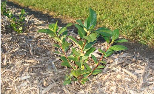 Black Chokeberry Iowa, Aronia Berries Iowa