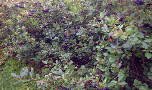 Black Chokeberry Iowa, Aronia Berries Iowa