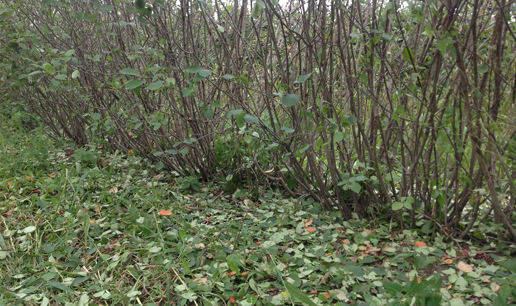 Black Chokeberry Iowa, Aronia Berries Iowa