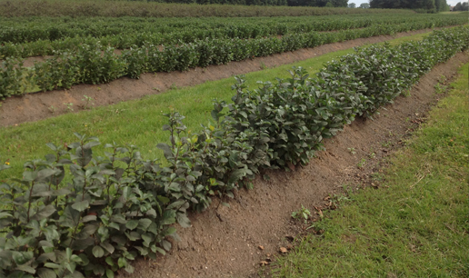 Black Chokeberry Iowa, Aronia Berries Iowa