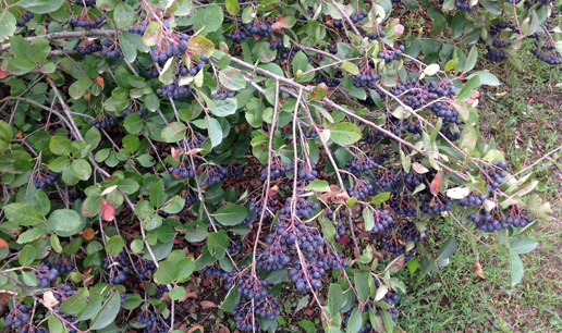 Black Chokeberry Iowa, Aronia Berries Iowa