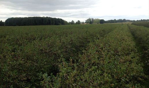 Black Chokeberry Iowa, Aronia Berries Iowa